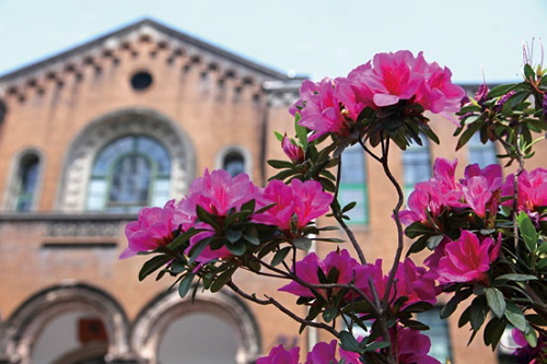 Taipei City Government works with National Taiwan University to create a City of Azaleas in springtimeTaipei. (Photo: Wang Nengyou)